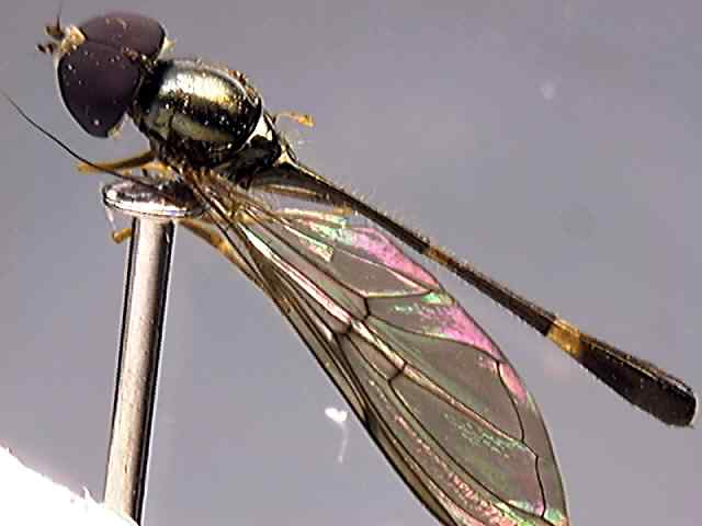 Baccha obscuripennis